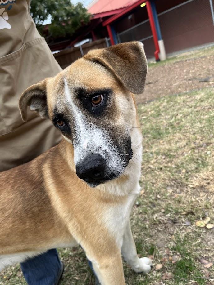 Enlarge Toby A207095 VIP, a Adoptable mixed breed in Plano, TX image 2/4