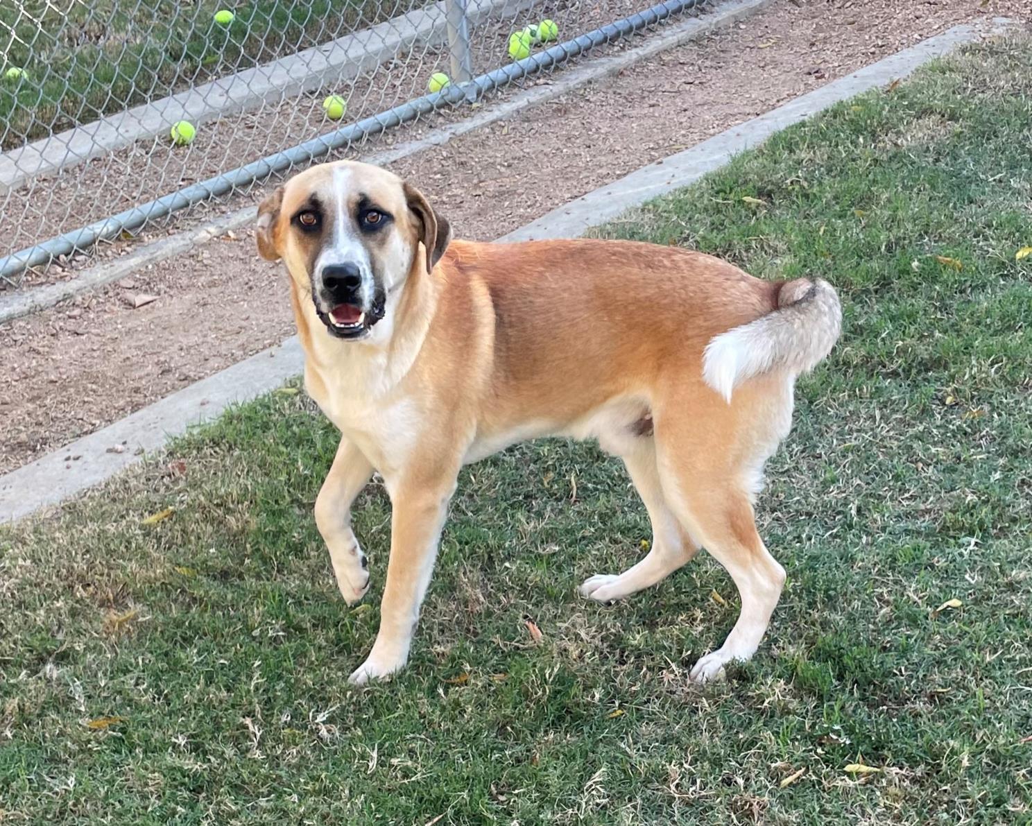 Toby A207095 VIP, Adoptable, Adult Male Anatolian Shepherd.