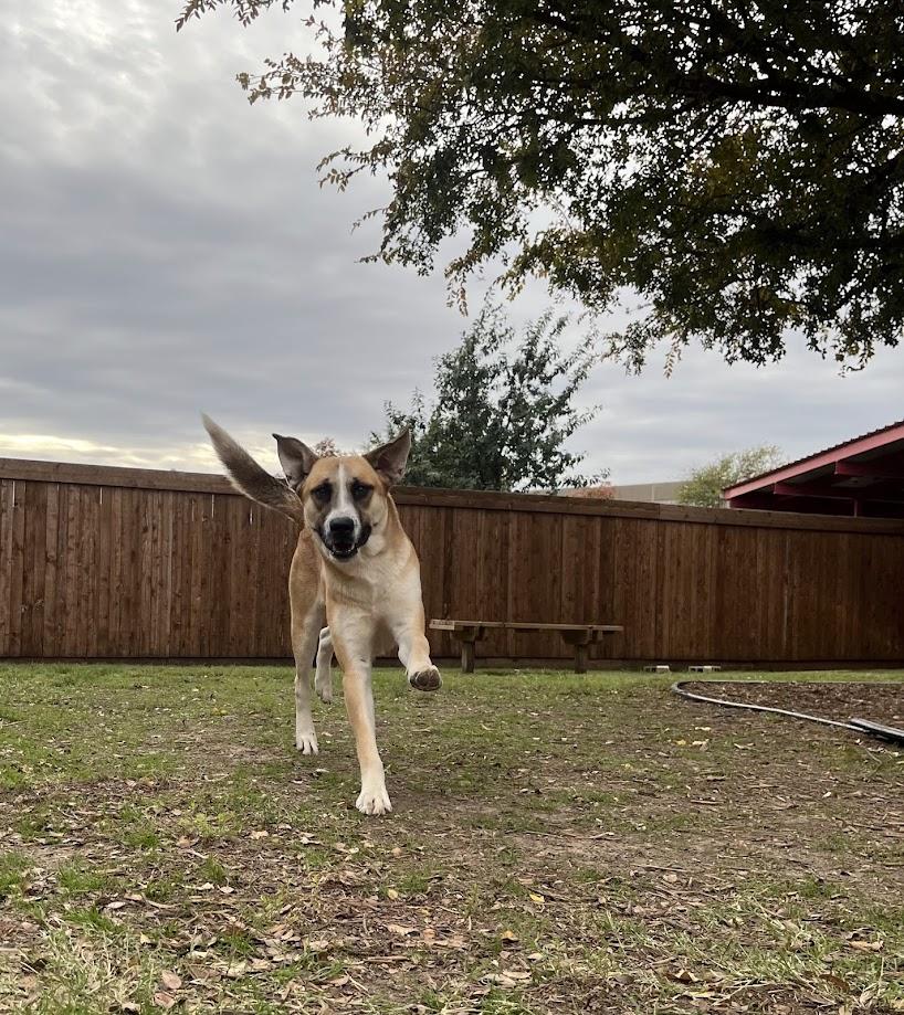 Enlarge Toby A207095 VIP, a Adoptable mixed breed in Plano, TX image 4/4