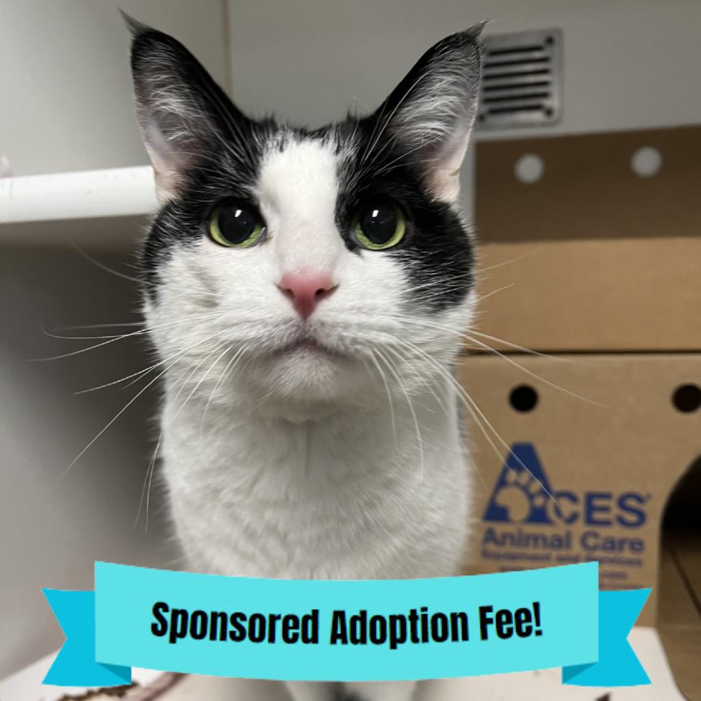 Mystery, Adoptable, Senior Male Domestic Short Hair.