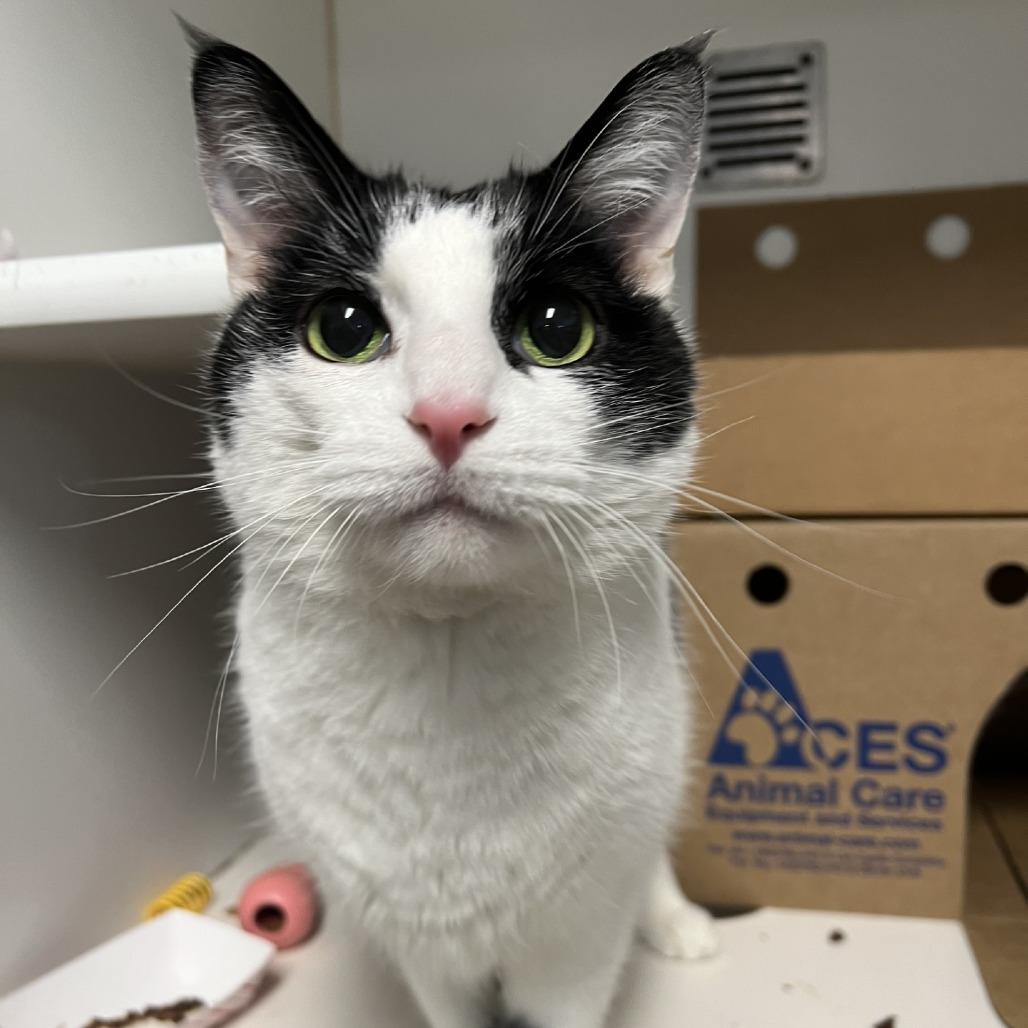 Enlarge Mystery, a Adoptable Domestic Short Hair in Baldwin, WI image 2/2