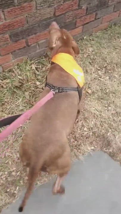 Enlarge Maple, a Adopted mixed breed in East Orange, NJ video 1/5