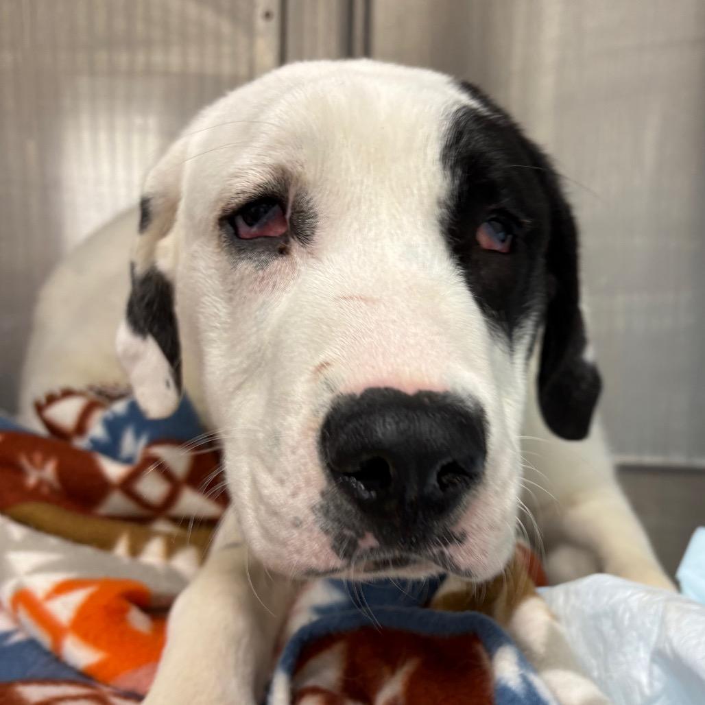 Falcon, Adoptable, Young Male Mixed Breed.