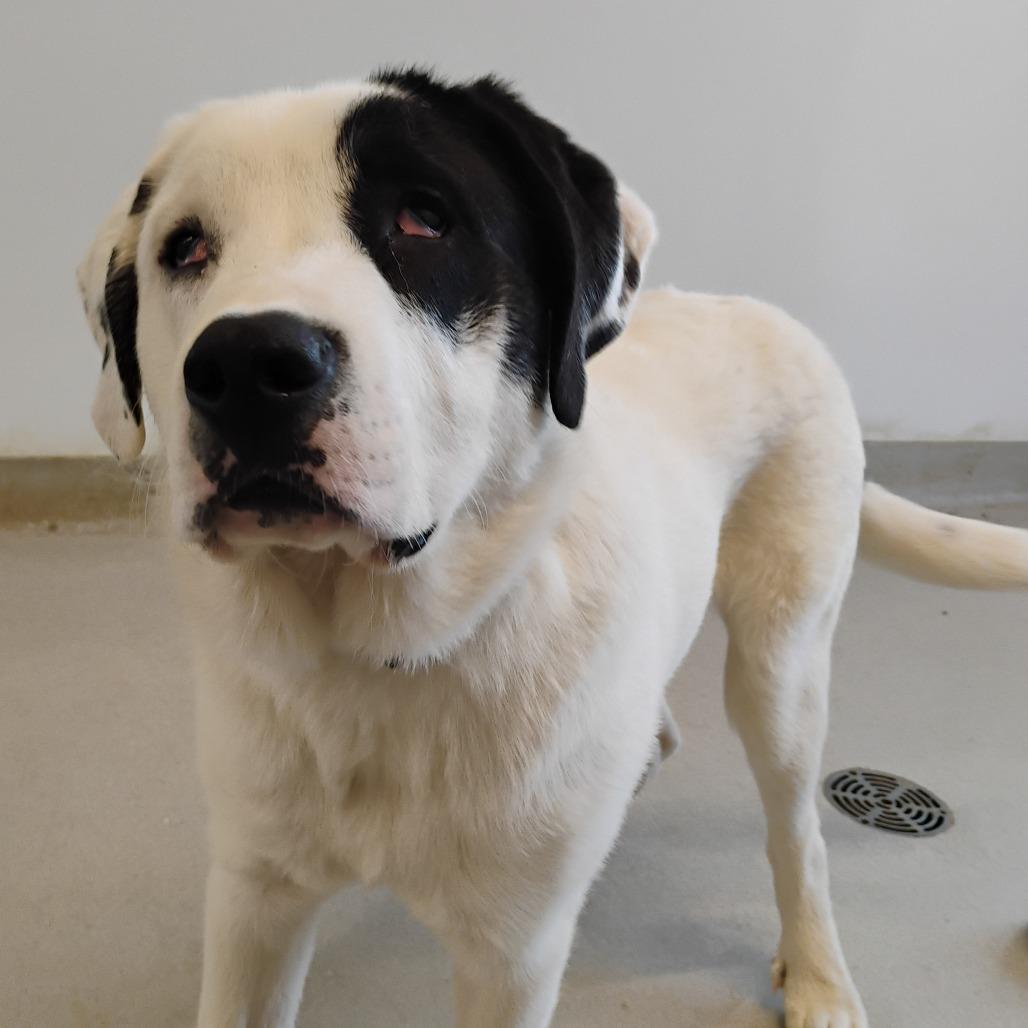 Enlarge Falcon, a Adoptable Mixed Breed in Bentonville, AR image 2/2