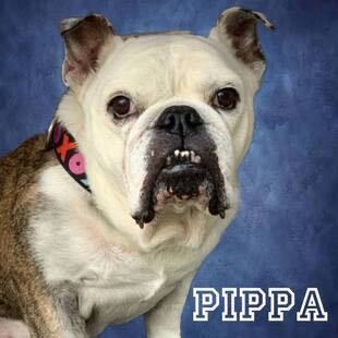 Pippa, adopted, Senior Female English Bulldog.