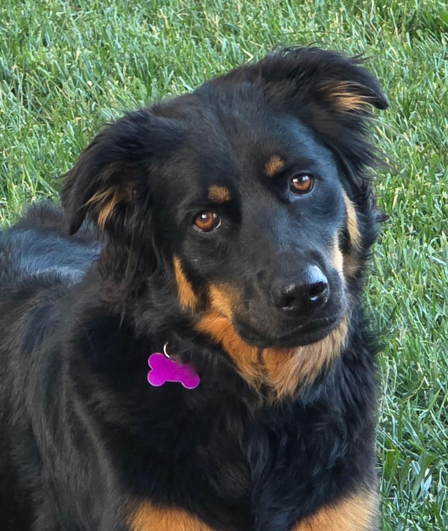 Miley, Adoptable, Adult Female Shepherd.