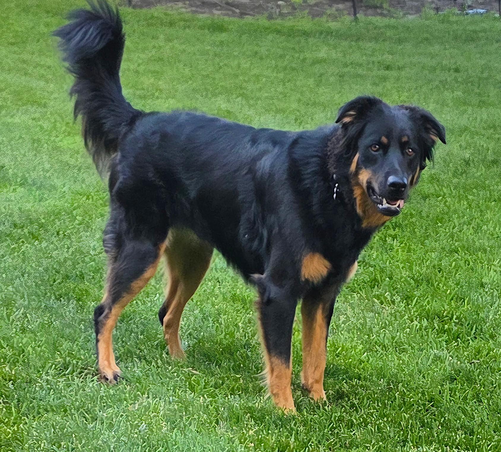 Enlarge Miley, a Adoptable mixed breed in Lisbon, IA image 3/6