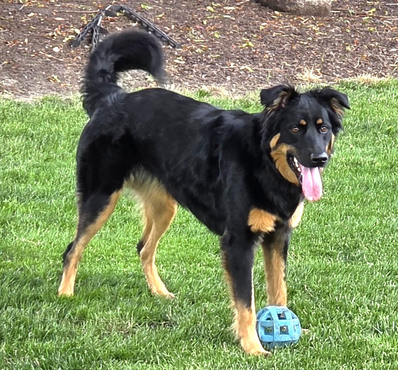 Enlarge Miley, a Adoptable mixed breed in Lisbon, IA image 6/6