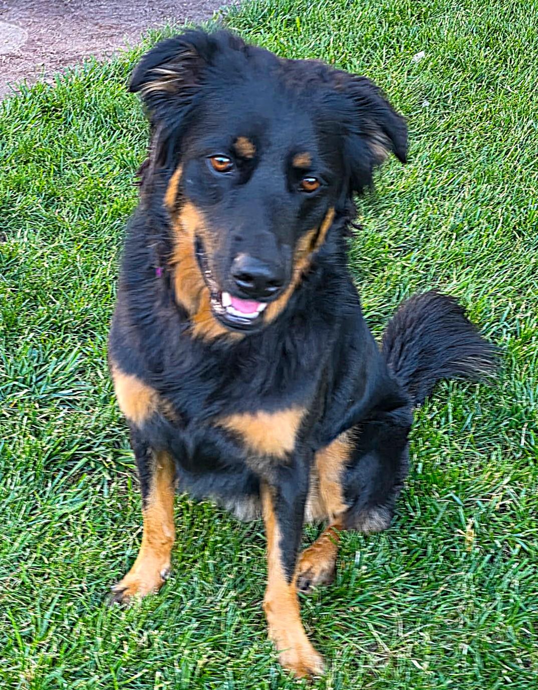 Enlarge Miley, a Adoptable mixed breed in Lisbon, IA image 4/6