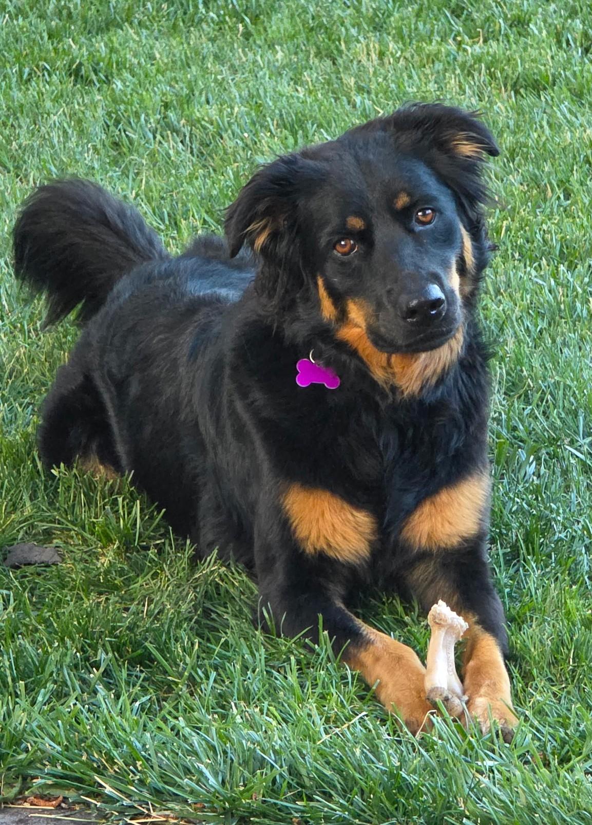 Enlarge Miley, a Adoptable mixed breed in Lisbon, IA image 2/6