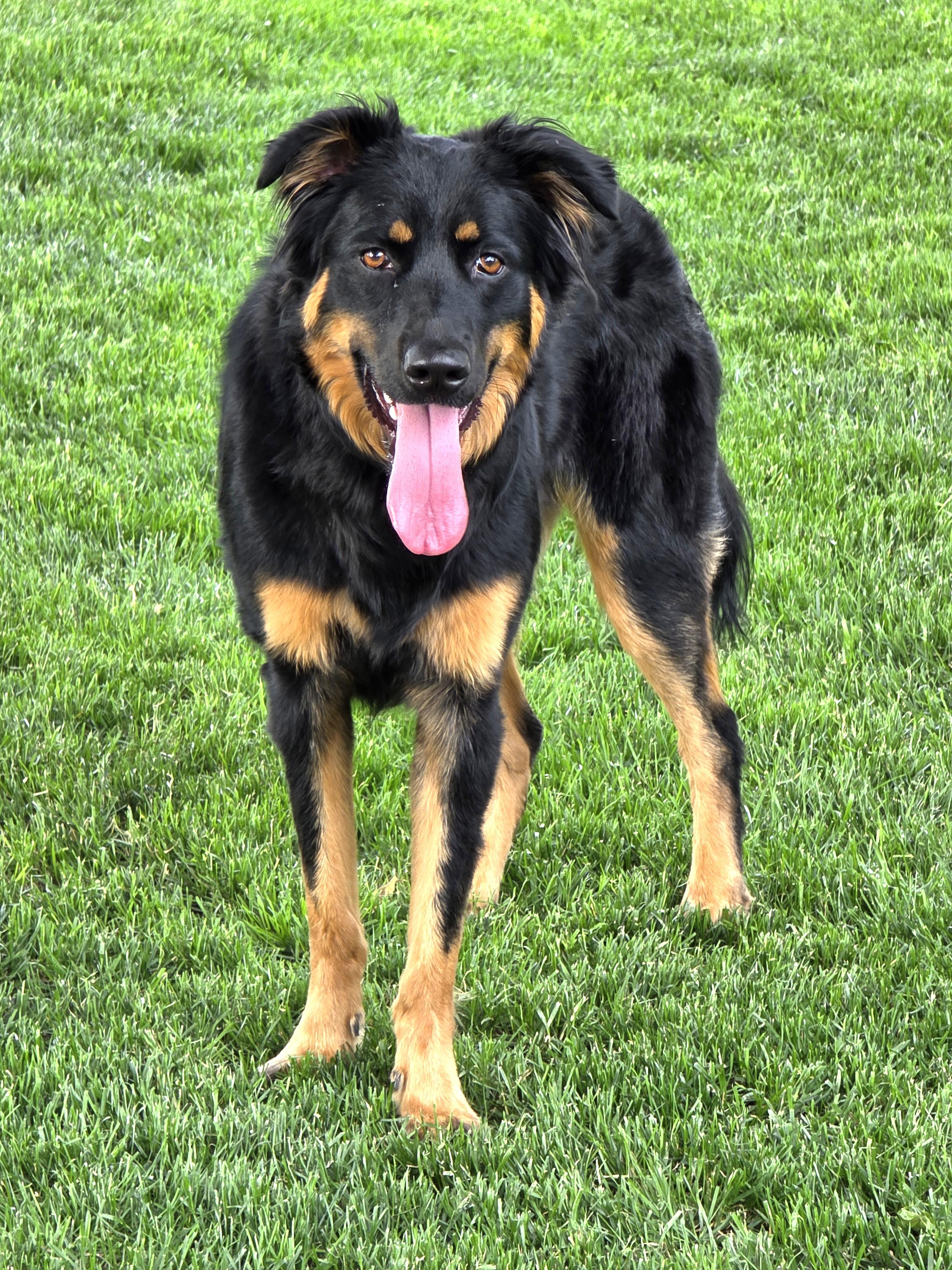 Enlarge Miley, a Adoptable mixed breed in Lisbon, IA image 5/6