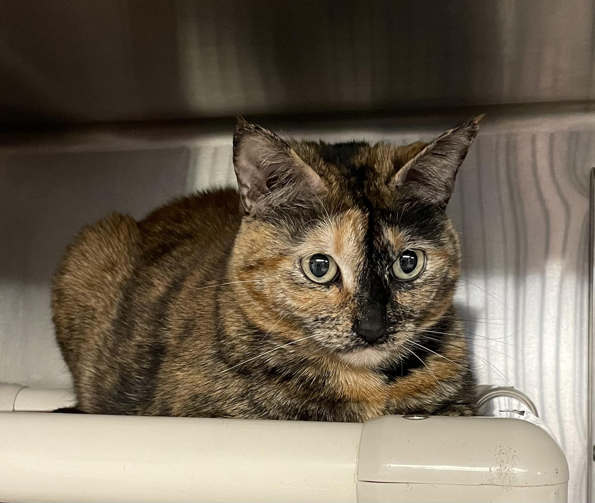 Kami, a ADOPTABLE Tortoiseshell in North Kingstown, RI image 4/5