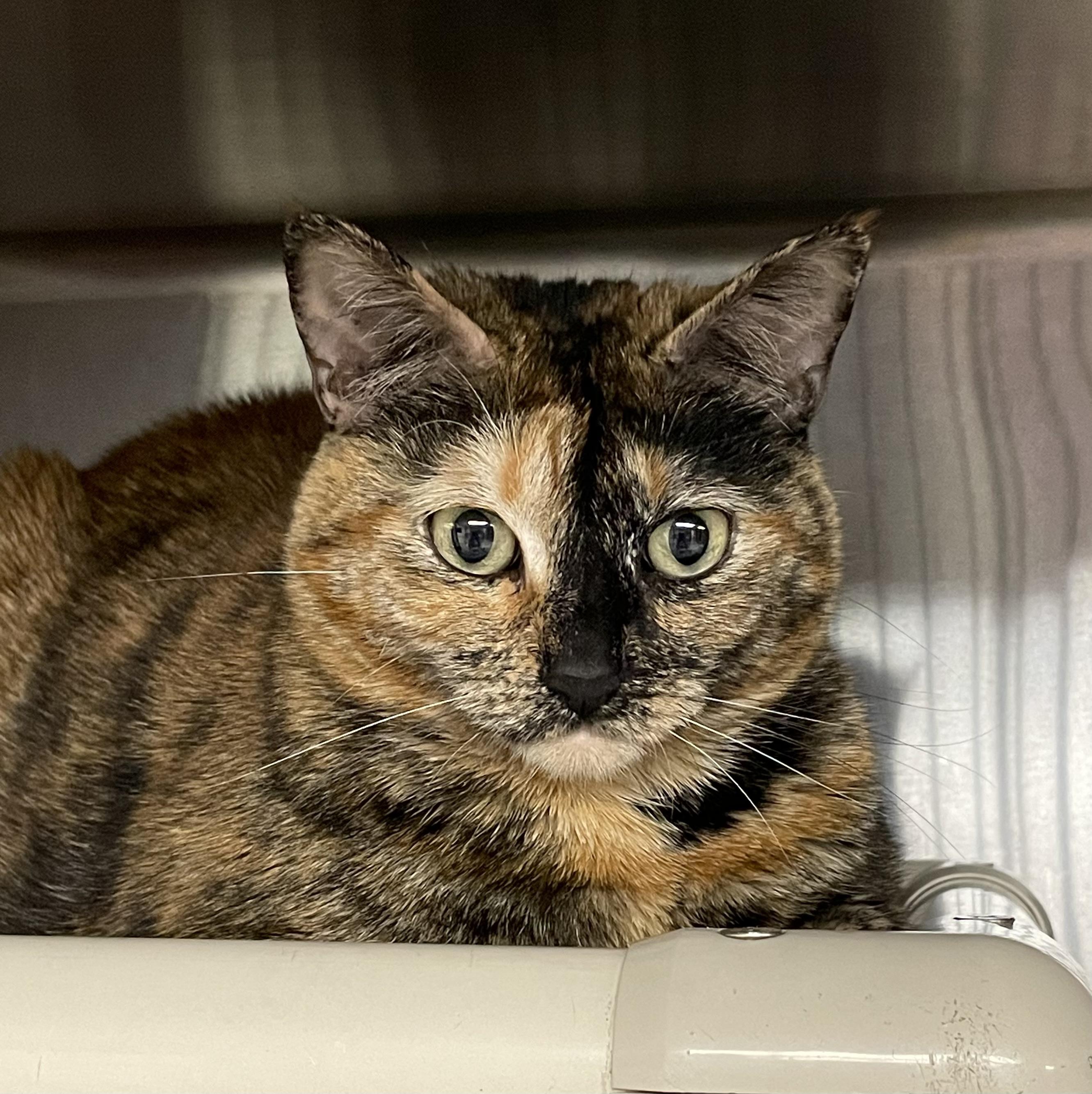 Kami, ADOPTABLE, Adult Female Tortoiseshell.