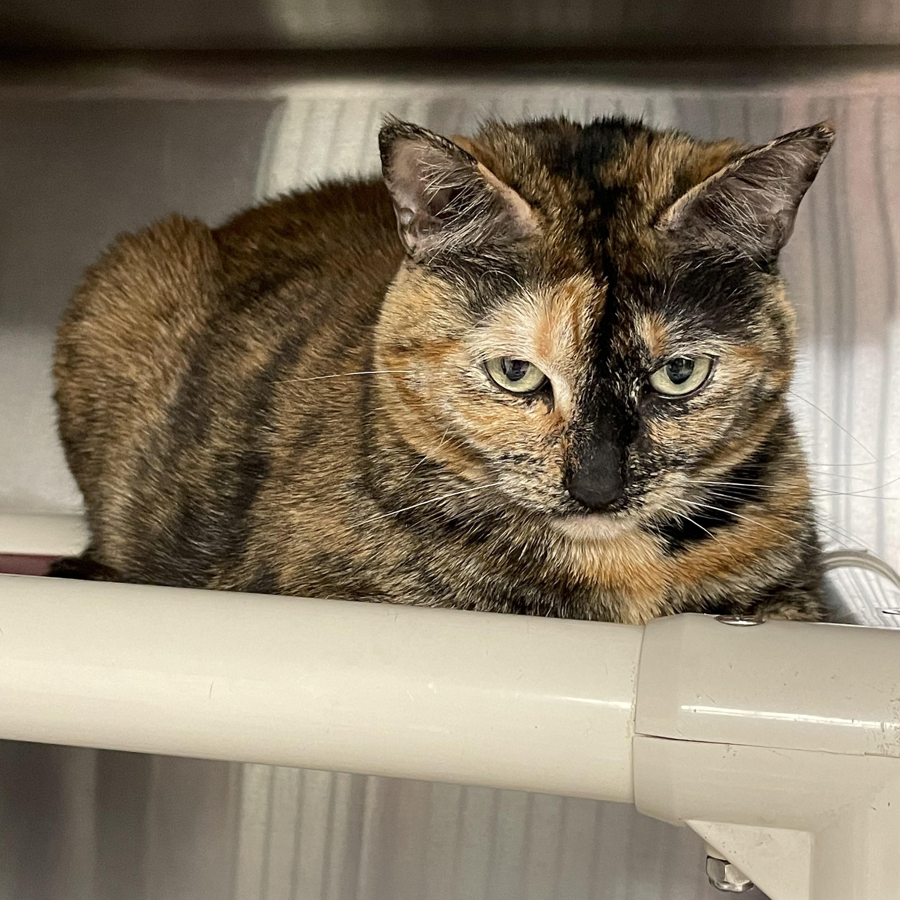 Kami, a ADOPTABLE Tortoiseshell in North Kingstown, RI image 5/5