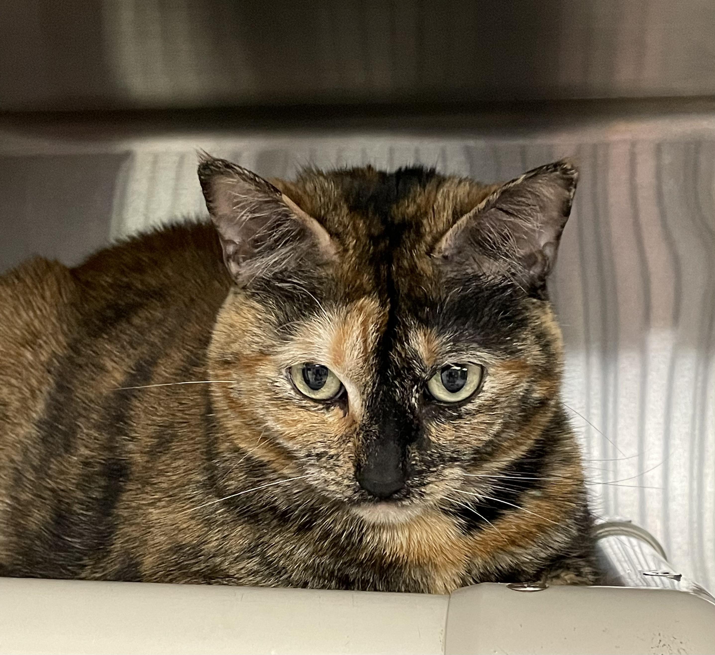 Kami, ADOPTABLE, Adult Female Tortoiseshell.