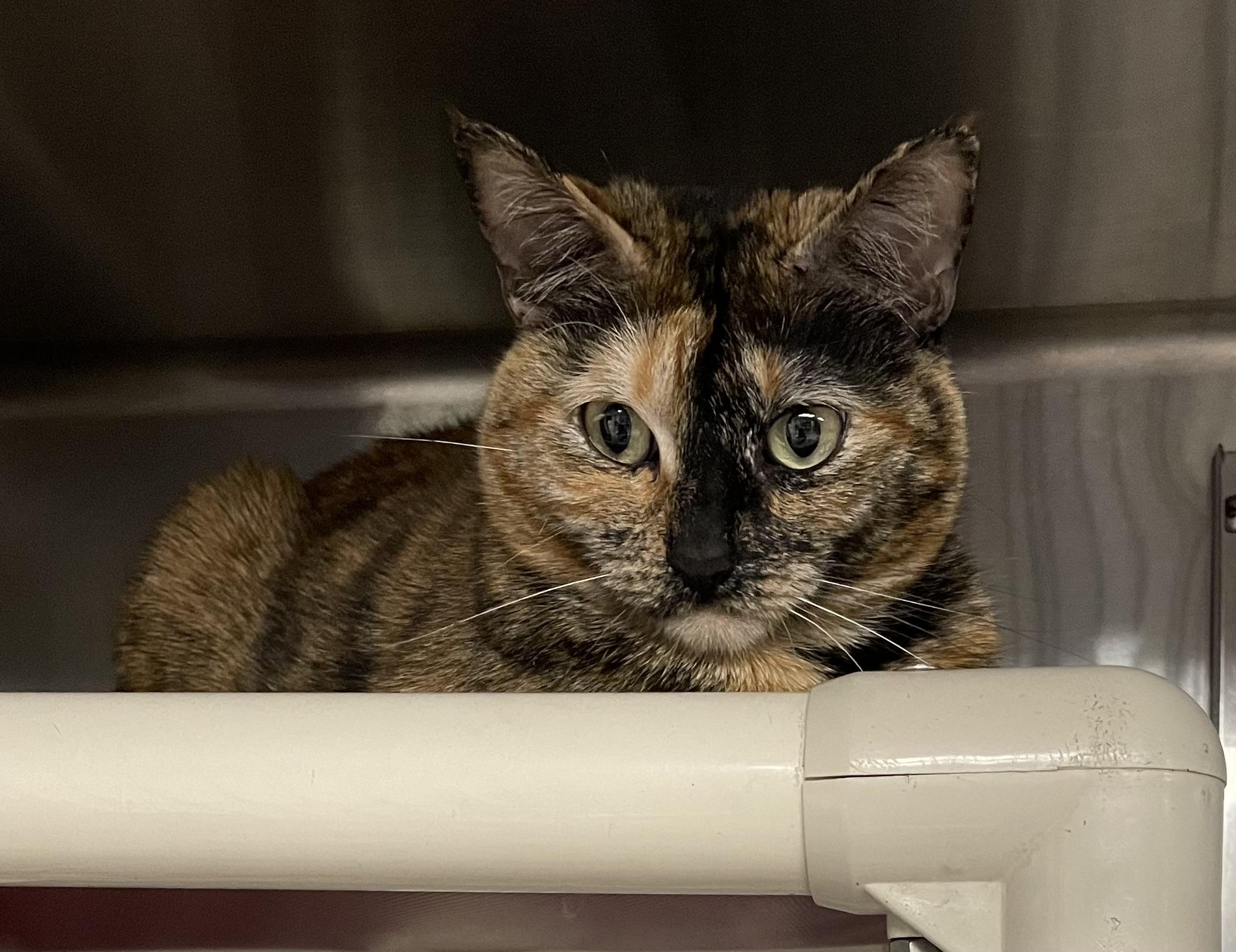 Kami, a ADOPTABLE Tortoiseshell in North Kingstown, RI image 3/5
