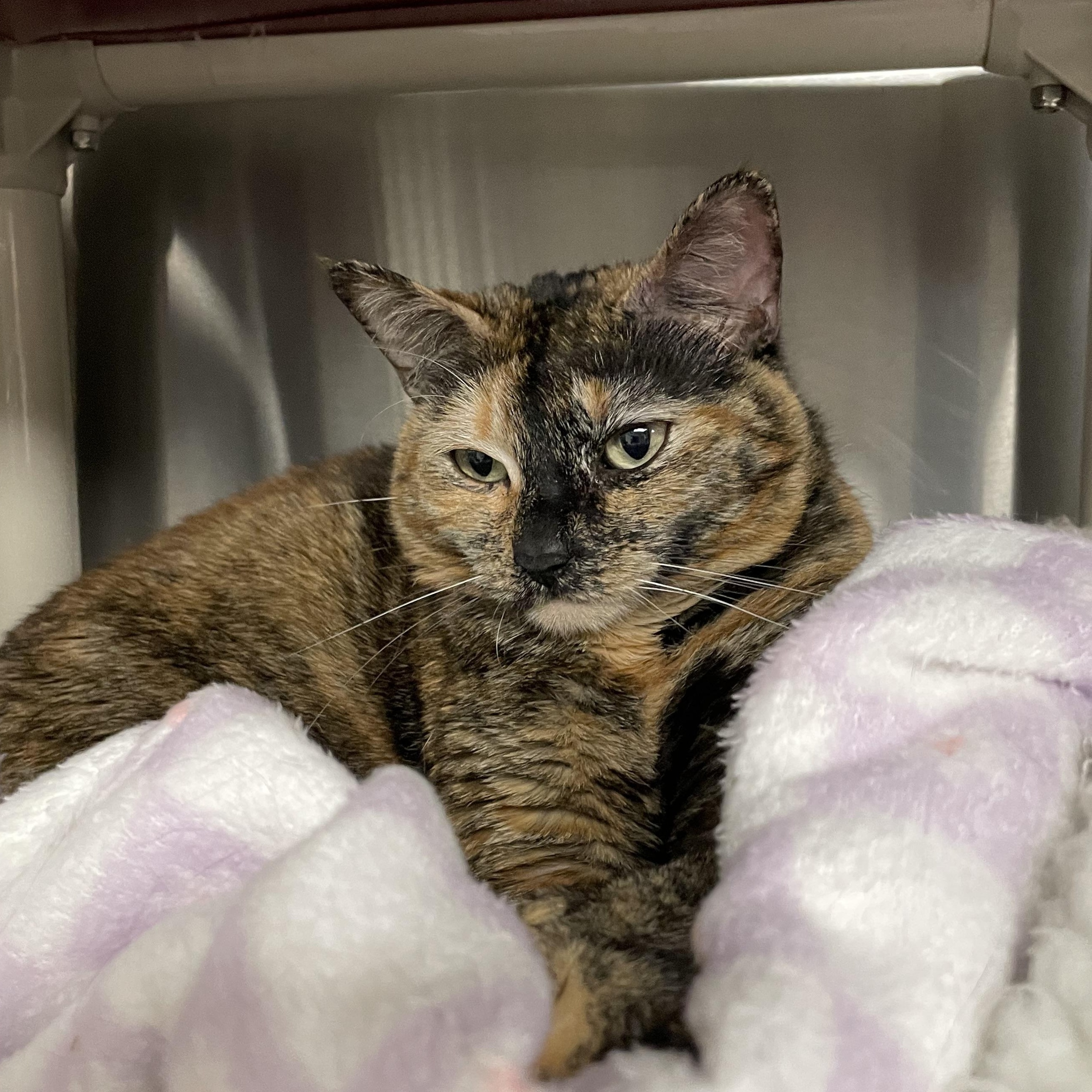 Enlarge Kami, a ADOPTABLE Tortoiseshell in North Kingstown, RI image 6/6
