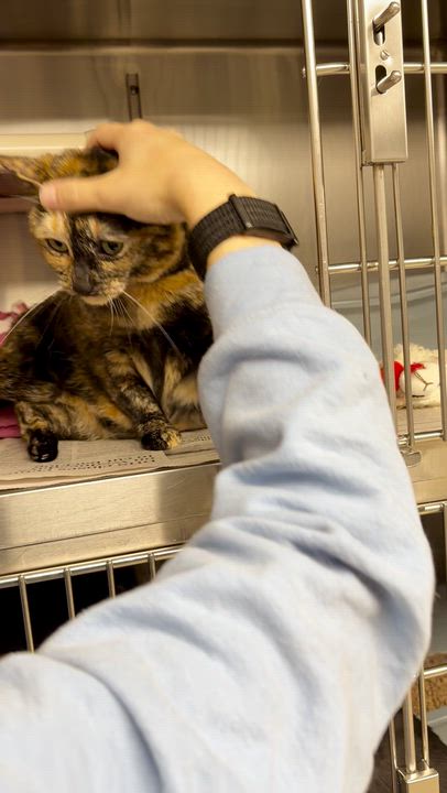 Enlarge Kami, a ADOPTABLE Tortoiseshell in North Kingstown, RI video 4/5