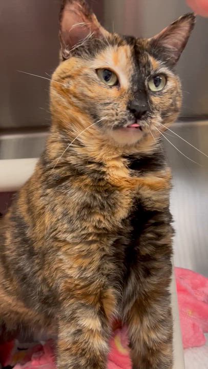 Enlarge Kami, a ADOPTABLE Tortoiseshell in North Kingstown, RI video 5/6