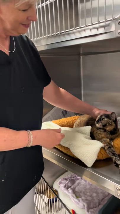 Enlarge Kami, a ADOPTABLE Tortoiseshell in North Kingstown, RI video 3/5