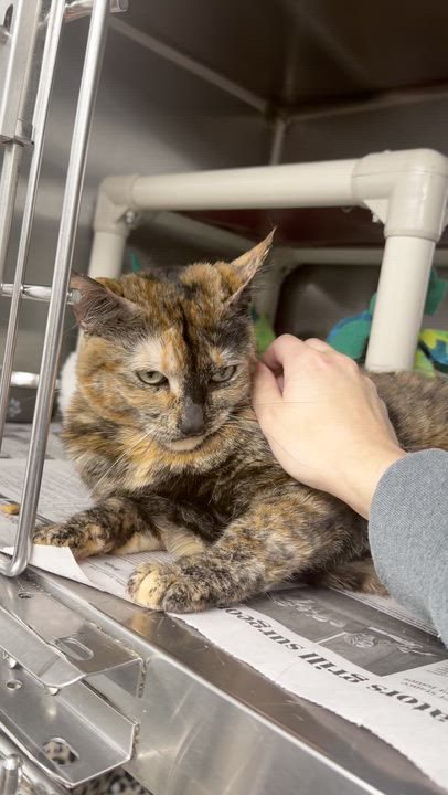Enlarge Kami, a ADOPTABLE Tortoiseshell in North Kingstown, RI video 4/6