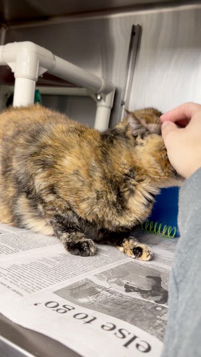 Enlarge Kami, a ADOPTABLE Tortoiseshell in North Kingstown, RI video 2/6