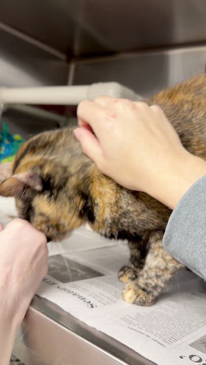 Enlarge Kami, a ADOPTABLE Tortoiseshell in North Kingstown, RI video 3/6