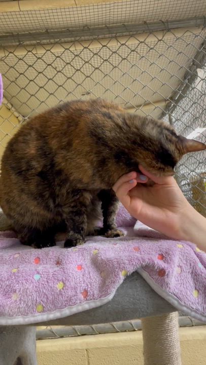 Enlarge Kami, a ADOPTABLE Tortoiseshell in North Kingstown, RI video 2/5