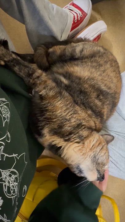 Enlarge Kami, a Adoptable Tortoiseshell in North Kingstown, RI video 2/5