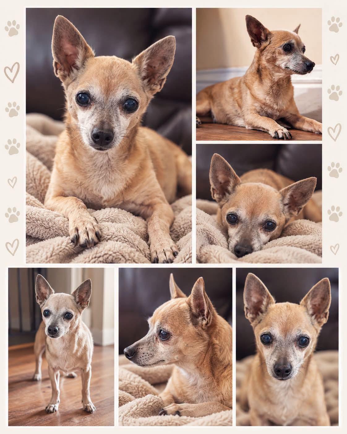 Enlarge Madonna, a Adoptable Chihuahua in Clovis, CA image 1/1