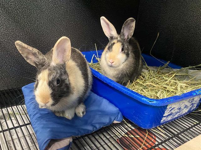 HINATA, Adoptable, Baby Female Bunny Rabbit.