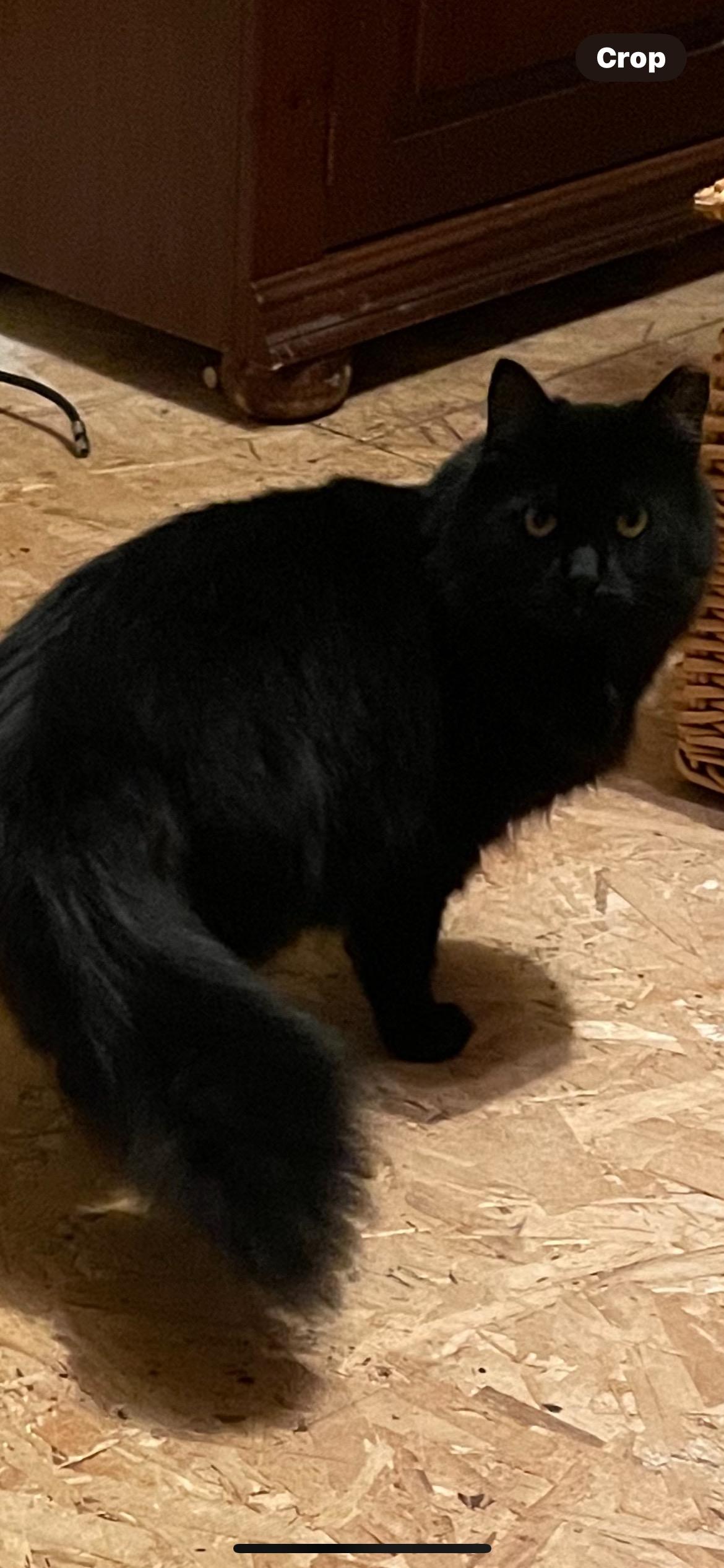 Sabrina & Salem, a ADOPTABLE Domestic Long Hair in Lincoln University, PA image 2/2