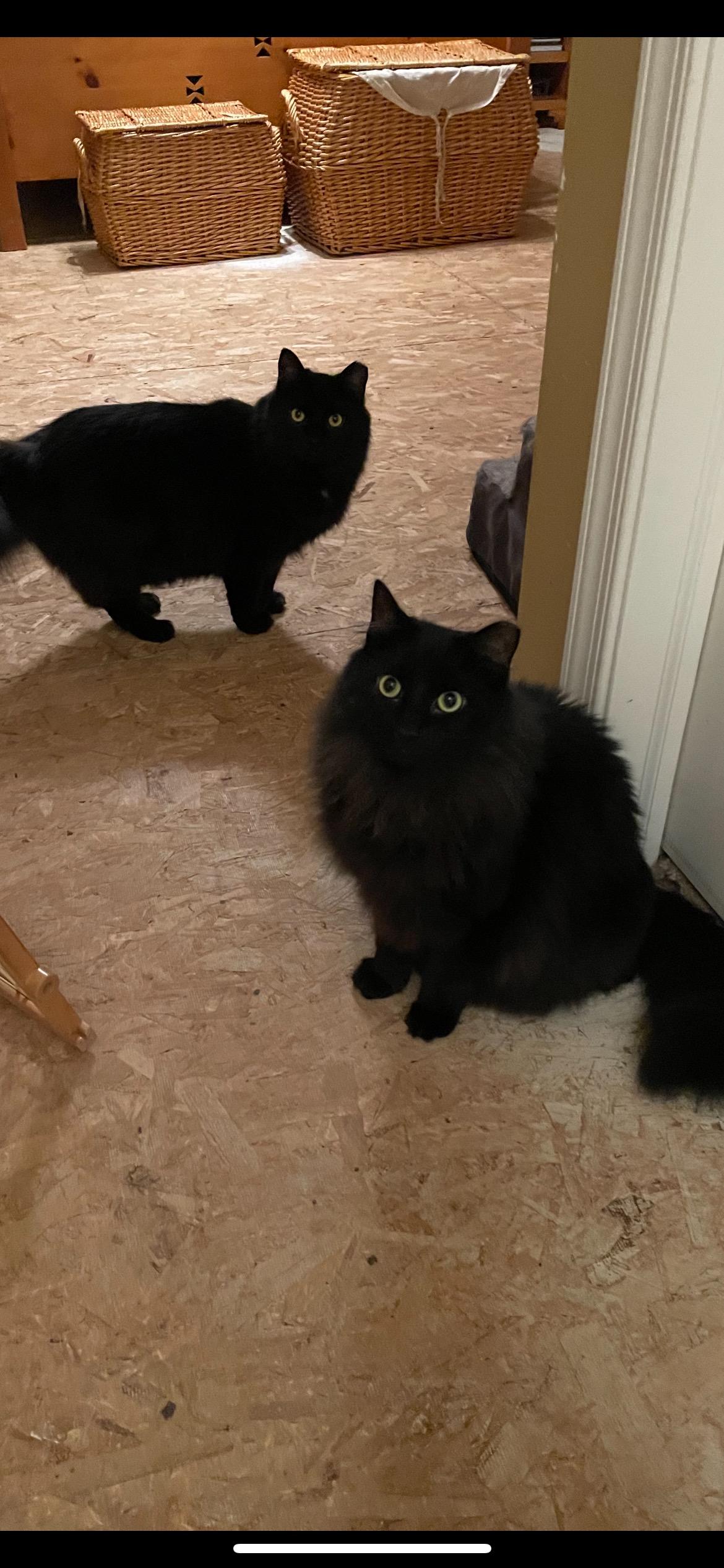 Sabrina & Salem, a ADOPTABLE Domestic Long Hair in Lincoln University, PA image 1/2