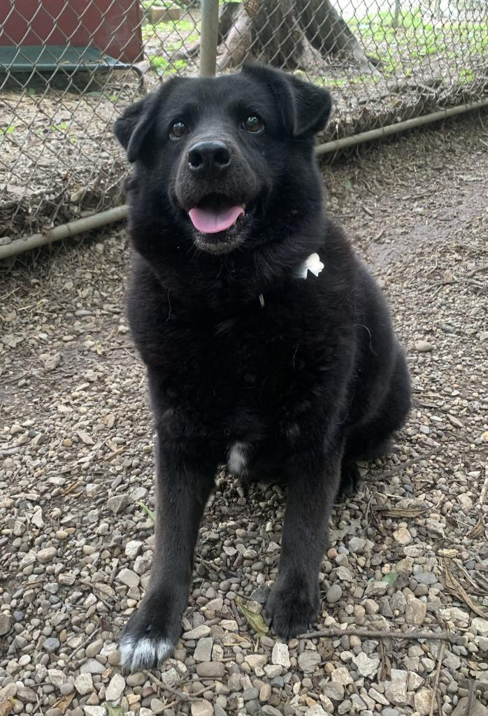 Sophie, Adoptable, Adult Female Chow Chow & Labrador Retriever.