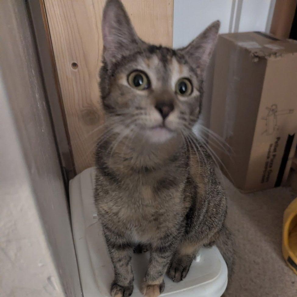Enlarge Sally, a Adoptable Domestic Short Hair in Boulder, CO image 1/1