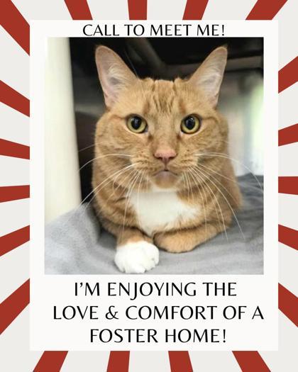 Bootsie Fig, Adult Female Domestic Short Hair