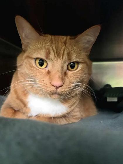 Bootsie Fig, an adoptable Domestic Short Hair in Appleton, WI, 54914 | Photo Image 2