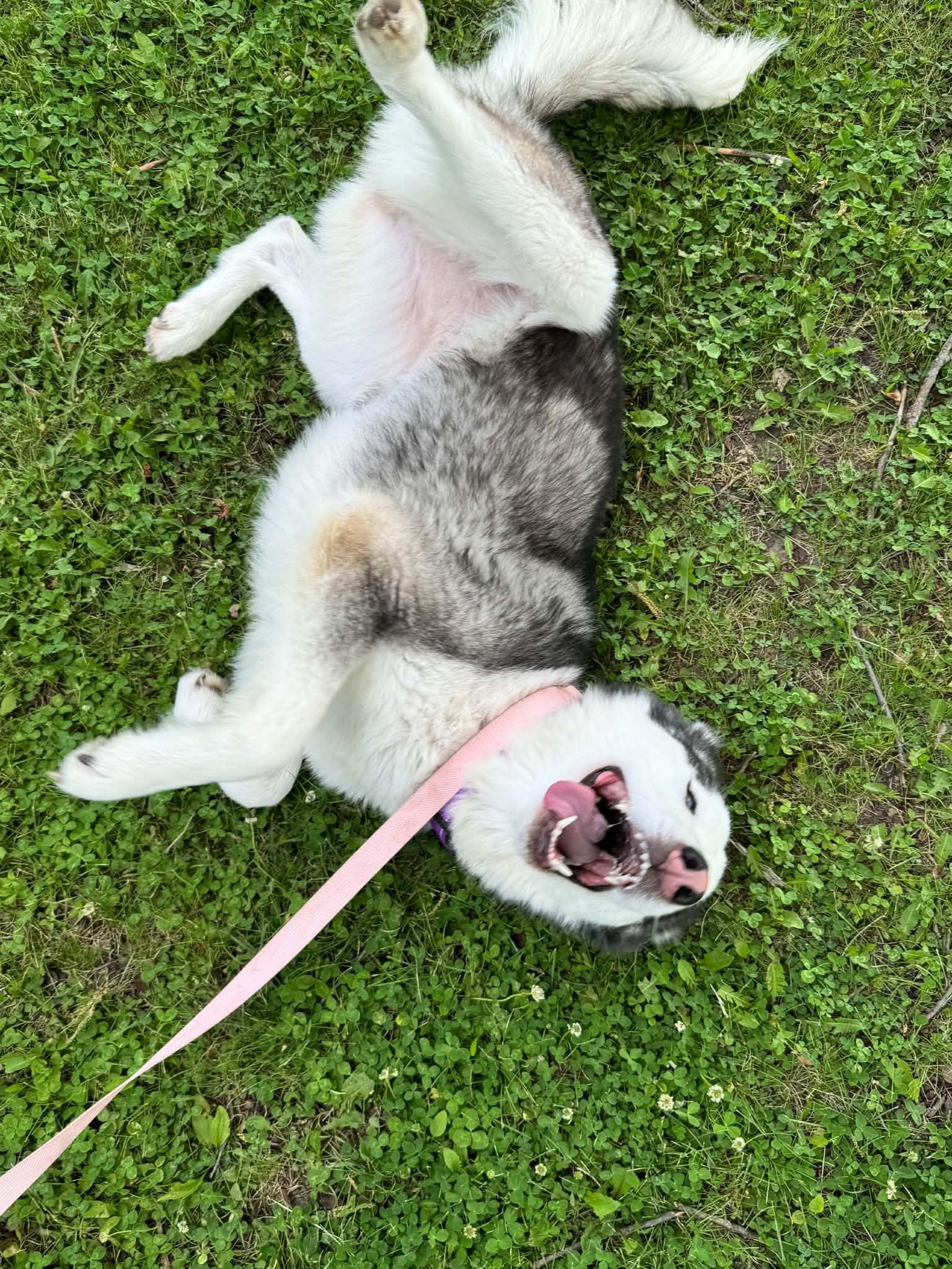Shyloh, a ADOPTABLE Siberian Husky in La Motte, IA image 4/5