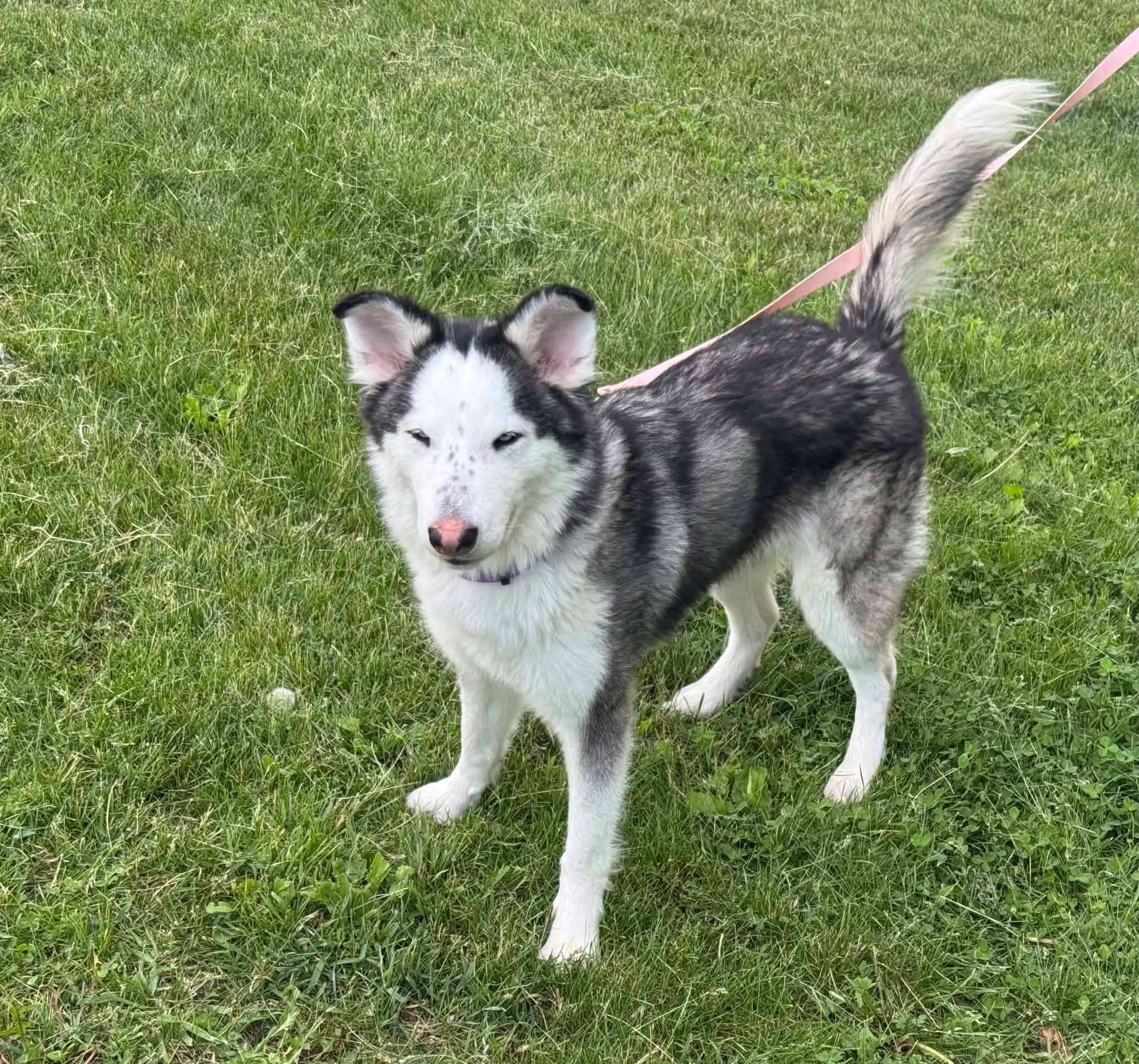 Shyloh, a ADOPTABLE Siberian Husky in La Motte, IA image 2/5