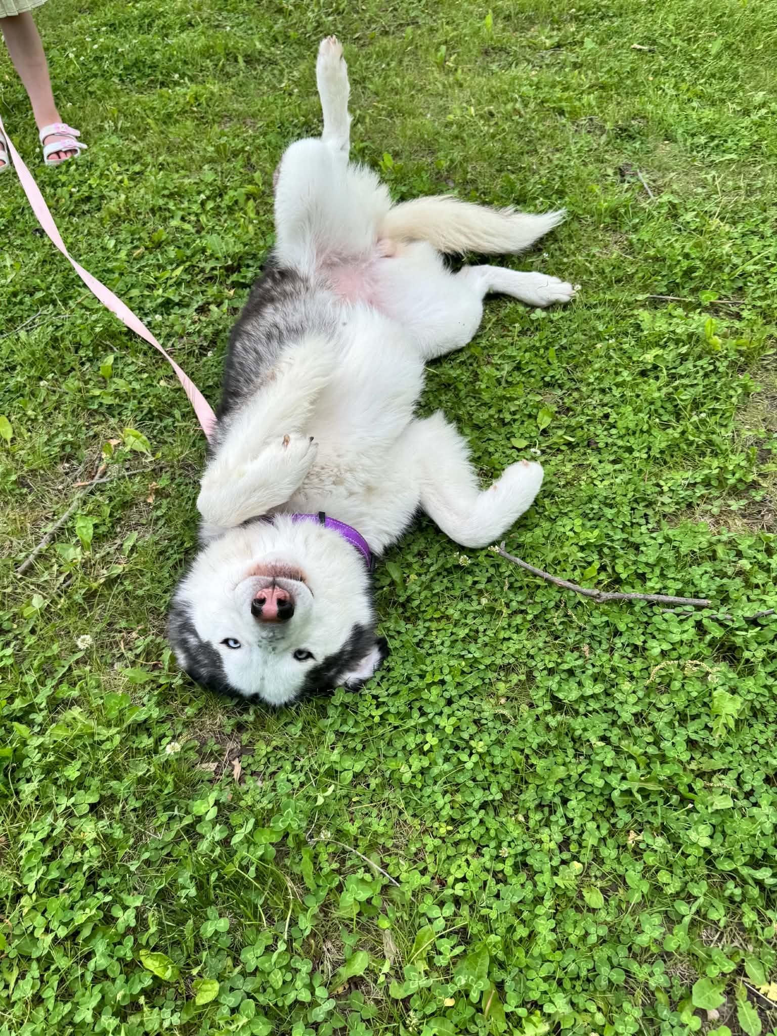 Shyloh, a ADOPTABLE Siberian Husky in La Motte, IA image 3/5