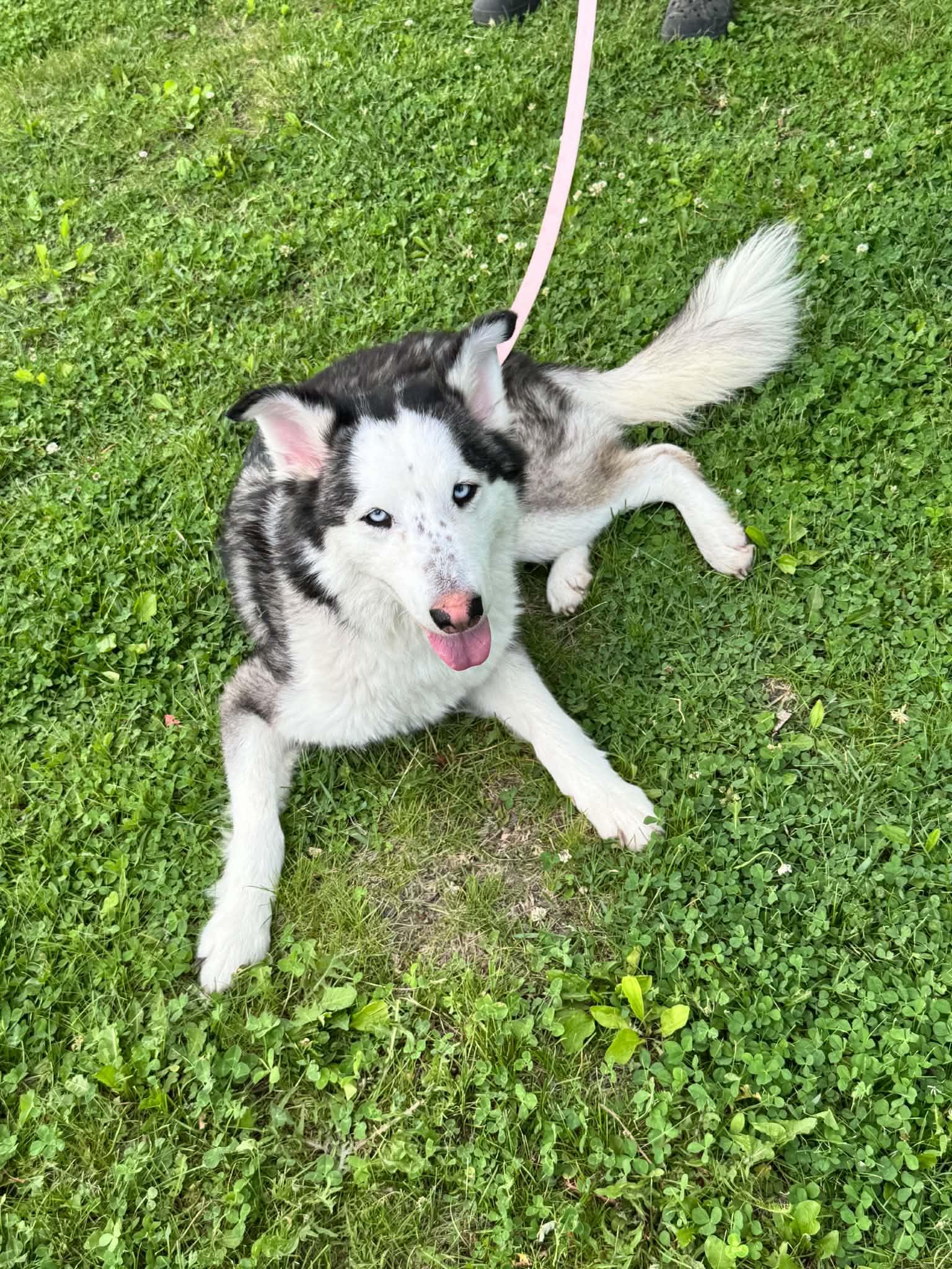 Shyloh, ADOPTABLE, Young Female Siberian Husky.