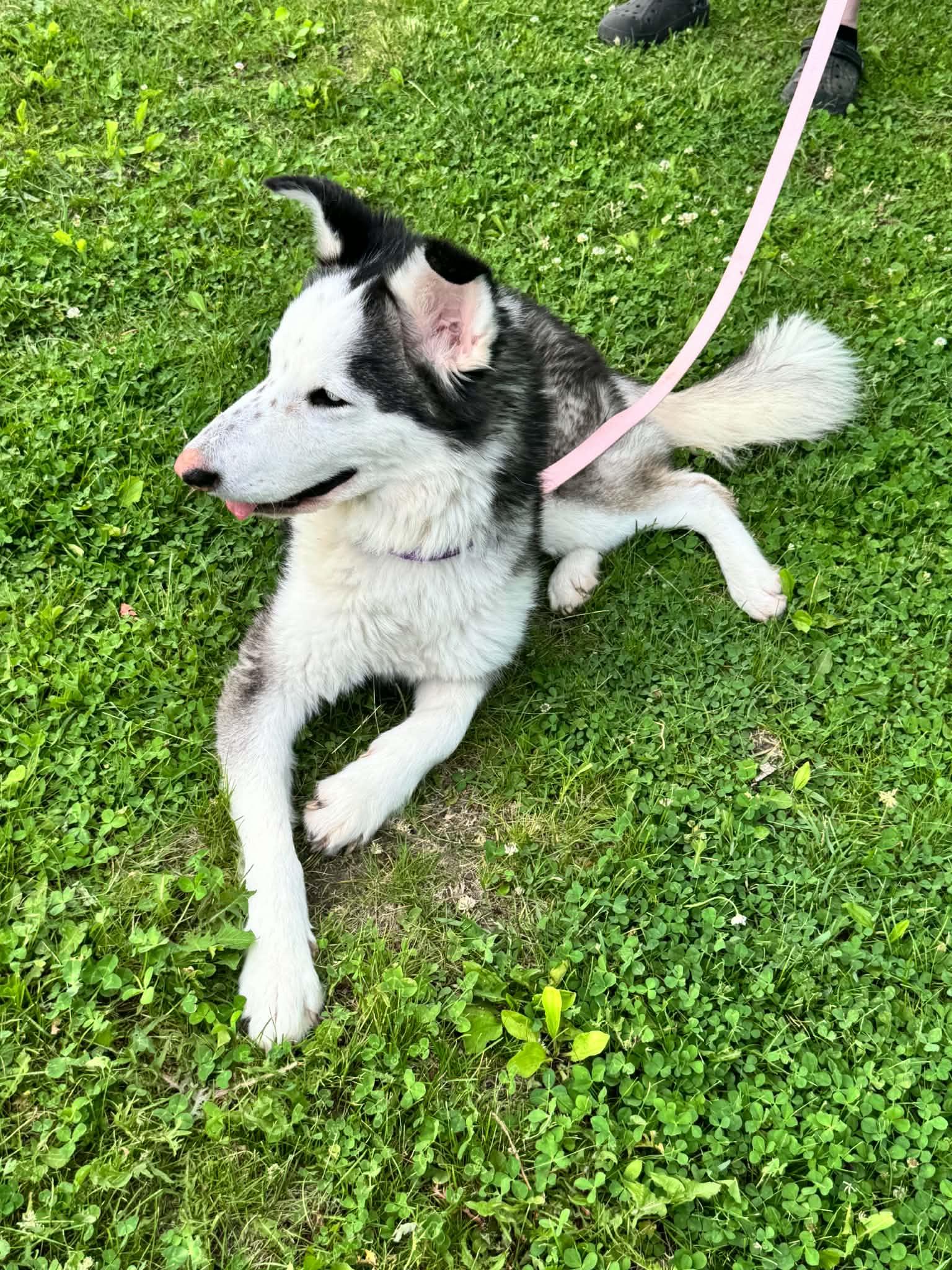 Shyloh, a ADOPTABLE Siberian Husky in La Motte, IA image 5/5