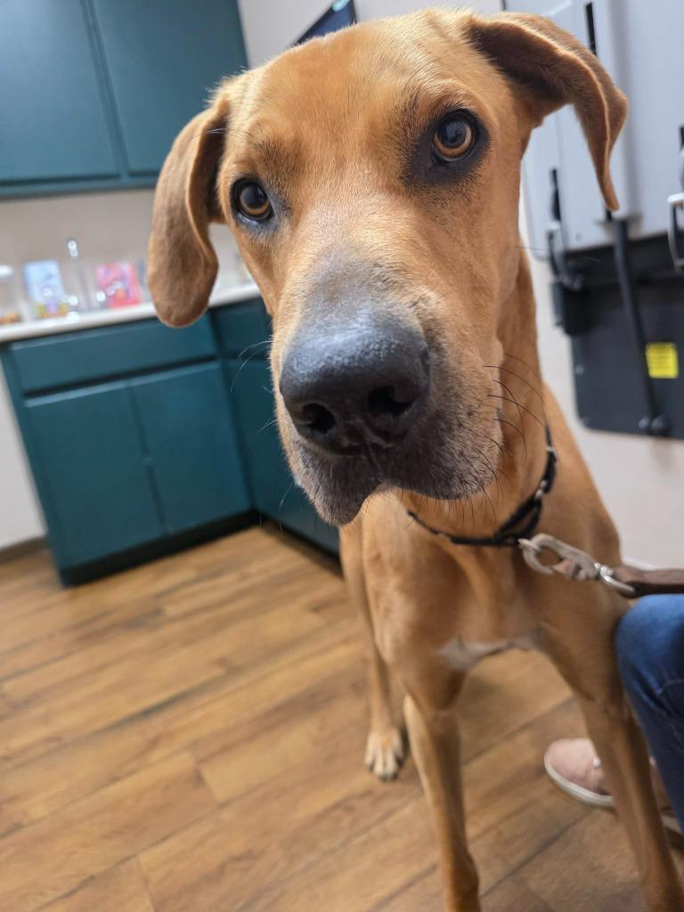 Enlarge Trooper, a Adoptable mixed breed in Waco, TX image 3/3