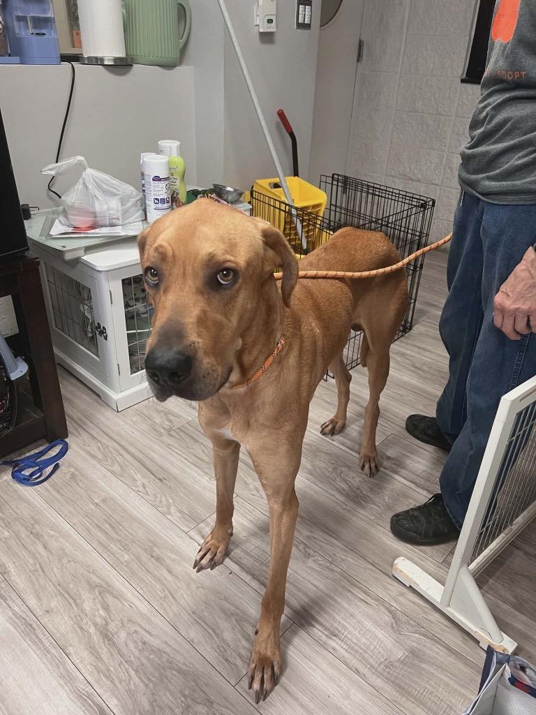 Trooper, Adoptable, Adult Male Great Dane & Rhodesian Ridgeback.