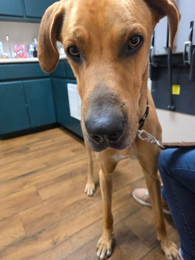 Enlarge Trooper, a Adoptable mixed breed in Waco, TX image 2/3