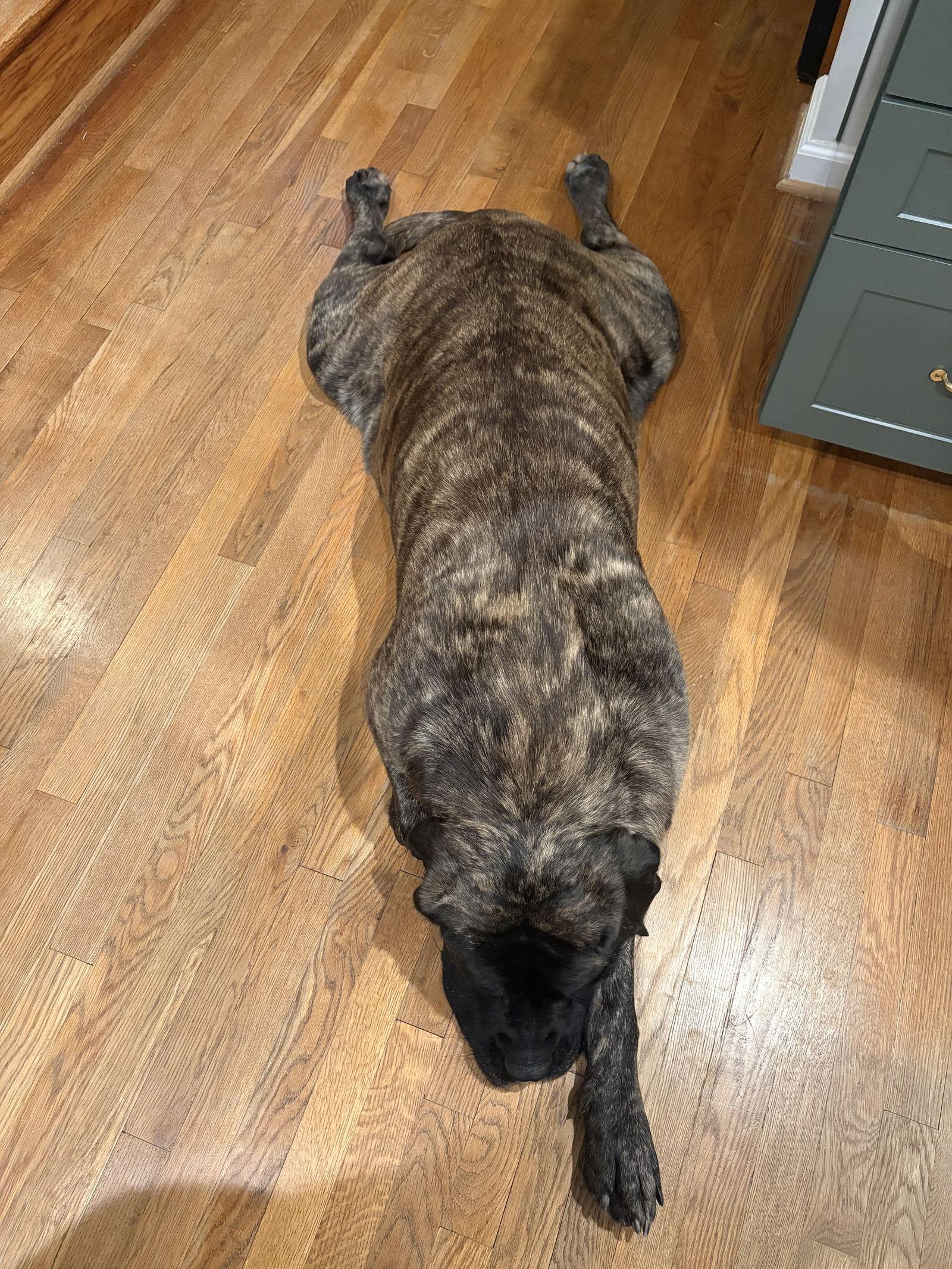 June, Adoptable, Adult Female Mastiff.