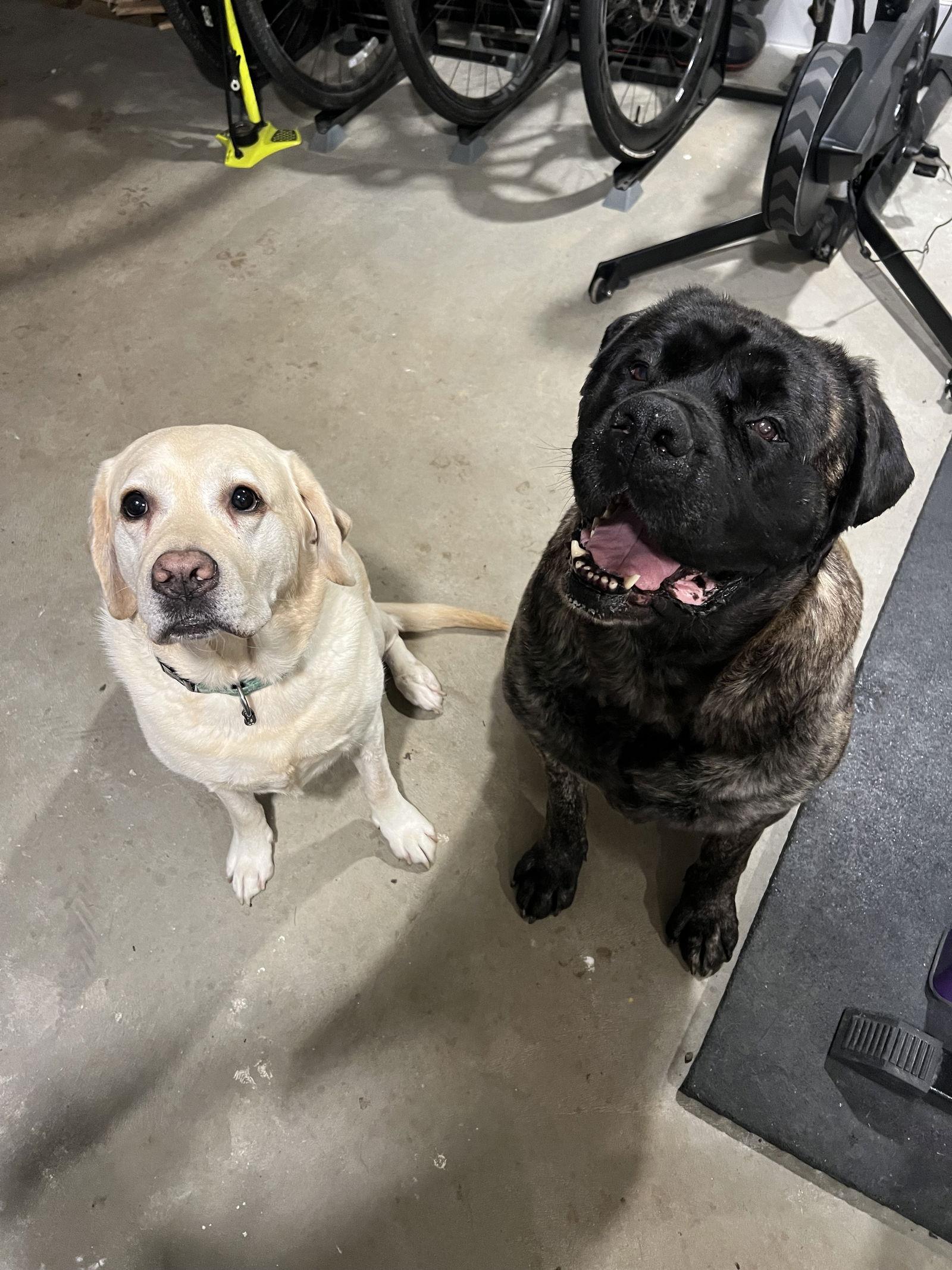 Enlarge June, a Adoptable Mastiff in Chambersburg, PA image 2/3