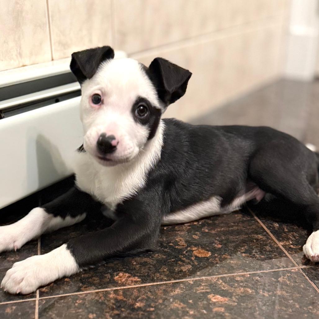 NY Benedict Feb 21 (Tractor Supply Patterson NY), Adoptable, Puppy Male Border Collie & Terrier.