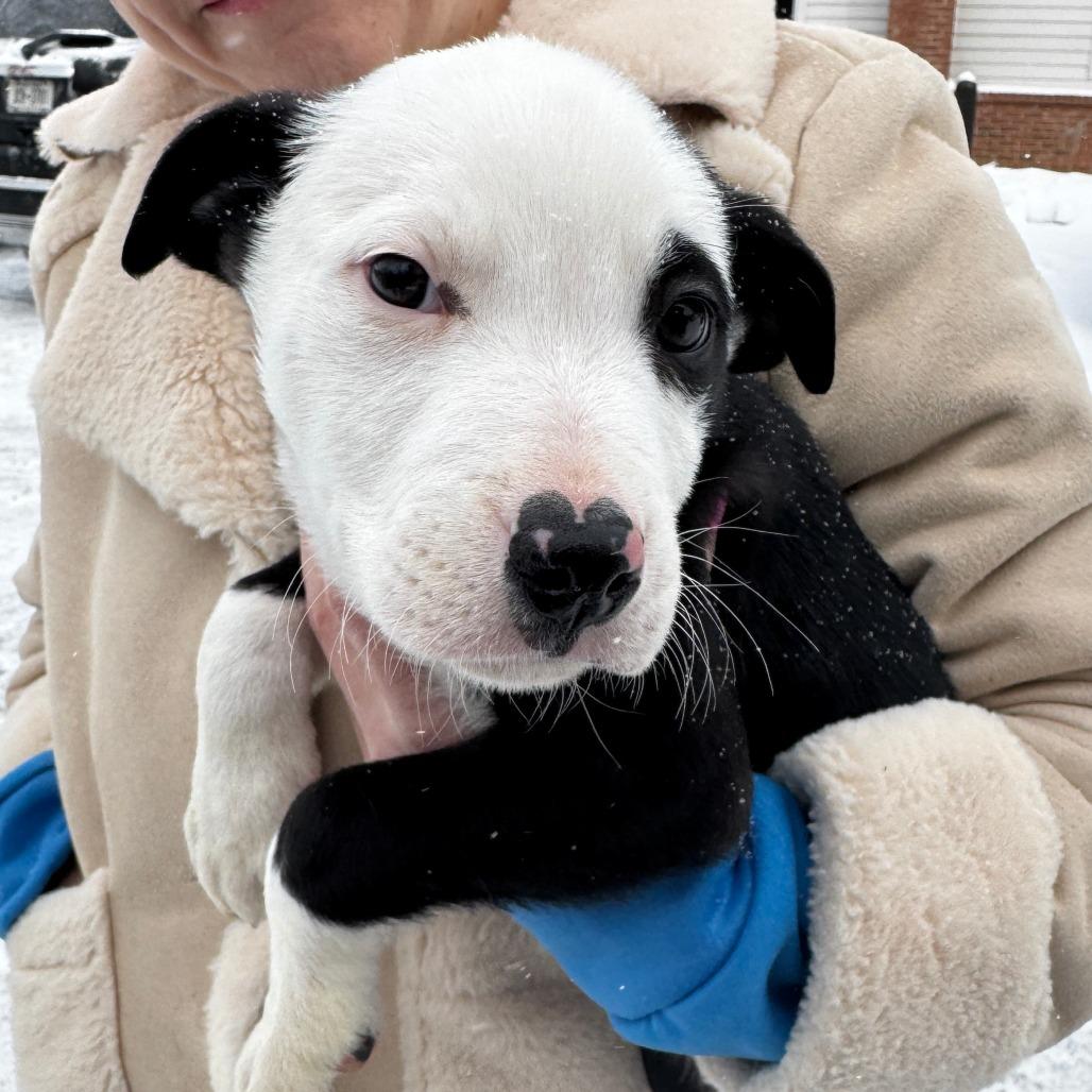 NY Benedict Feb 21 (Tractor Supply Patterson NY), a Adoptable mixed breed in Eastford, CT image 2/2