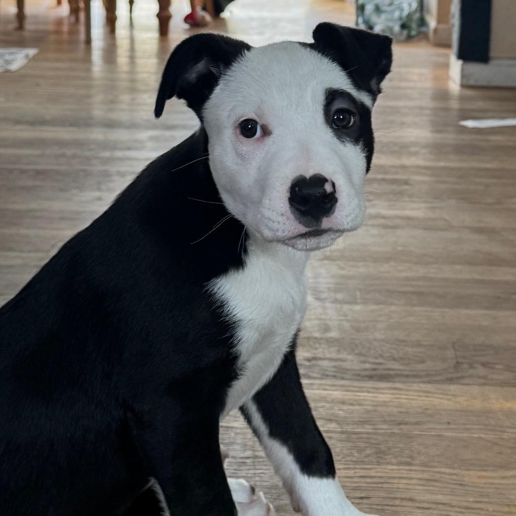 NY Benedict Feb 28 (Tractor Supply Patterson, NY), a Adoptable mixed breed in Eastford, CT image 3/4